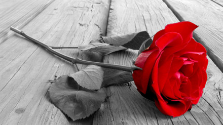 rose